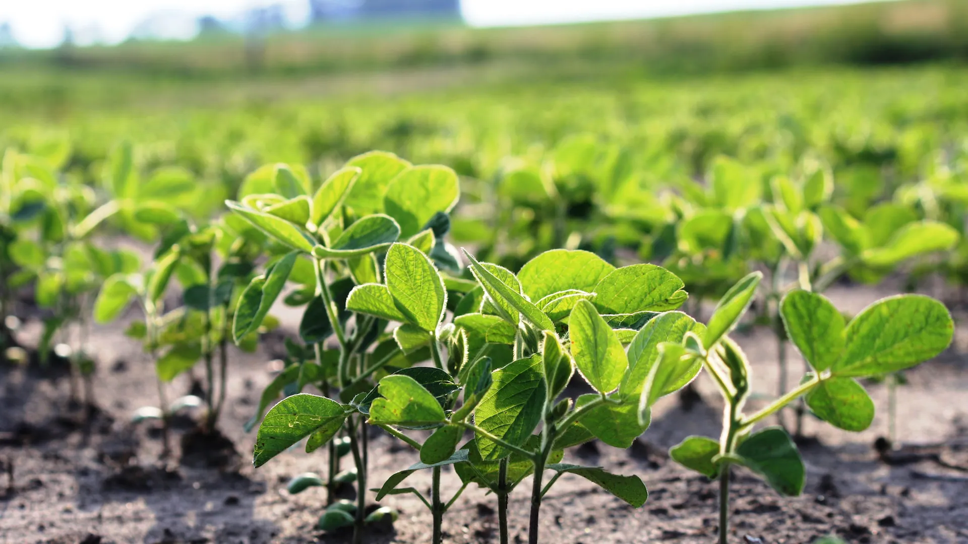 Fertilizante líquido MAPLIQUID aplicado no campo