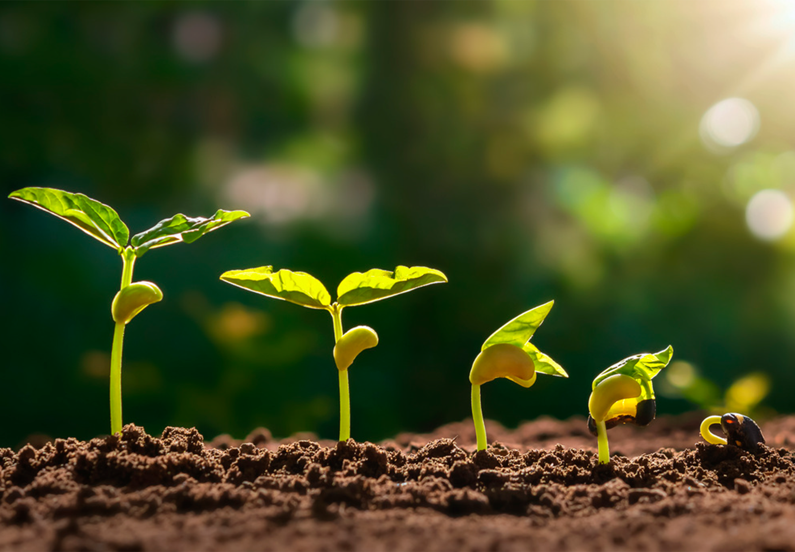 Fertilizante líquido MAPLIQUID aplicado no campo