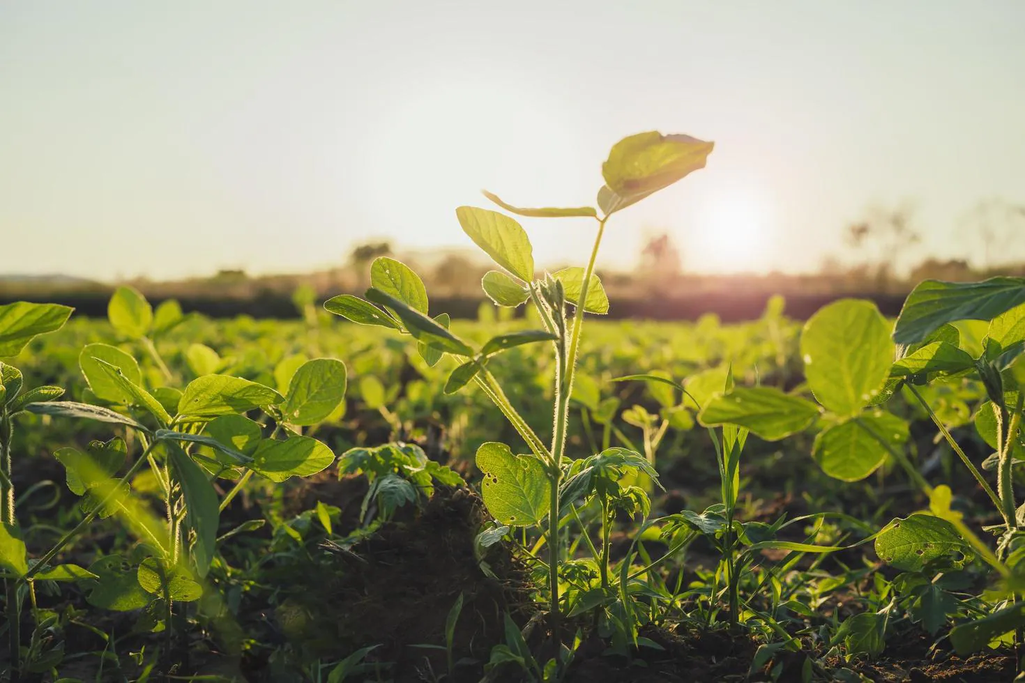 Fertilizante líquido MAPLIQUID aplicado no campo